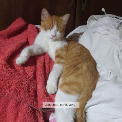 Photo 1/1 simba Chat perdu à Gratens