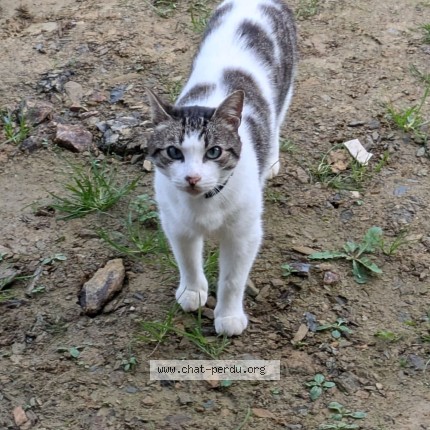 Photo 1/1 Mowgli Chat perdu à Saint Thegonnec