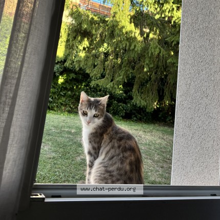 Photo 1/1 Apye Chat perdu à Sainte Foy Les Lyon