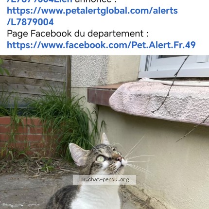 Photo de chat perdu à Neuvy En Mauges