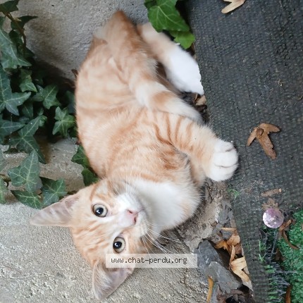 Photo 1/1 Chat trouvé Trouvé à La Capelle