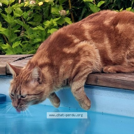 Photo de chat perdu à Cunelieres