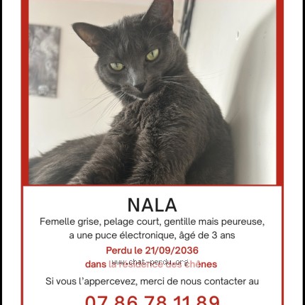 Photo 1/1 nala Chat perdu à Suresnes
