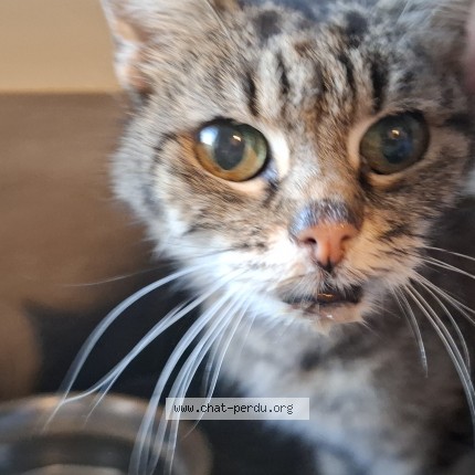 Photo de chat trouvé à Bisseuil