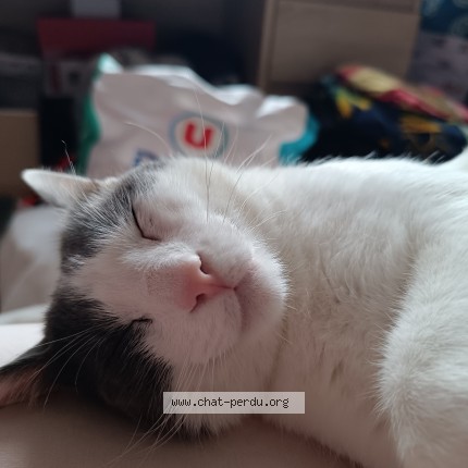Photo de chat perdu à Bonson