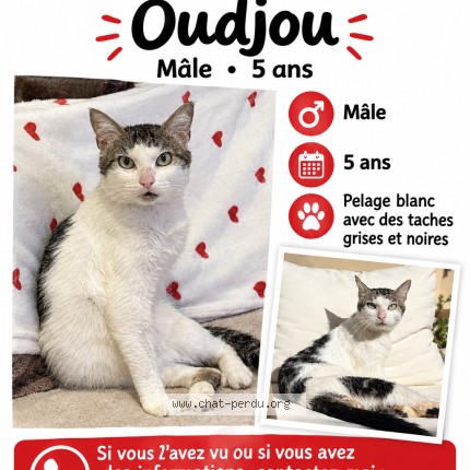 Photo 1/1 oudjou Chat perdu à Saint Jory