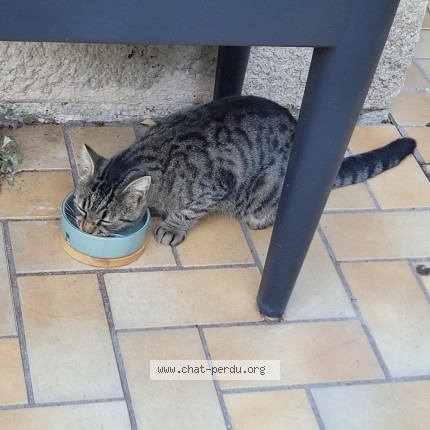 Photo de chat trouvé à Longjumeau