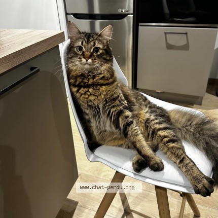 Photo 1/1 Urus Chat perdu à La Marne