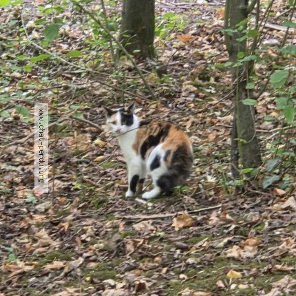 Photo 1/2 Chat trouvé Trouvé à Dunkerque Petite Synthe