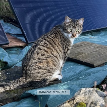 Photo 1/1 Néo Chat perdu à Egriselles Le Bocage