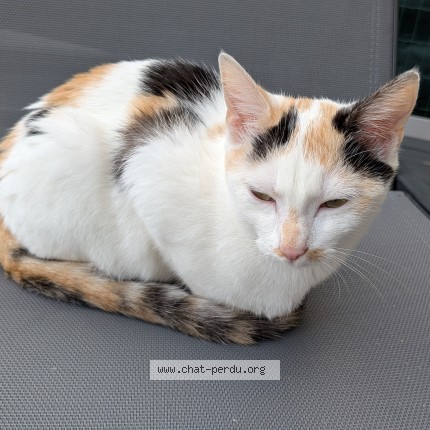 Photo de chat trouvé à Sainte Catherine Les Arras