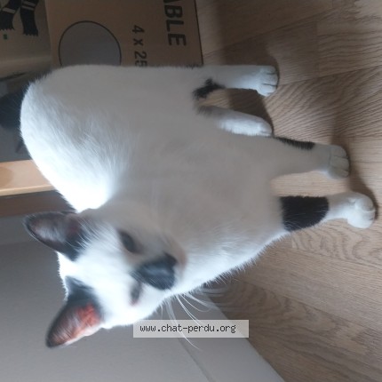 Photo de chat perdu à Les Ponts De Ce