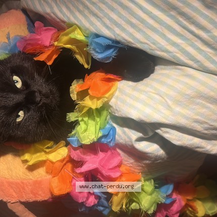 Photo de chat perdu à Bruxelles