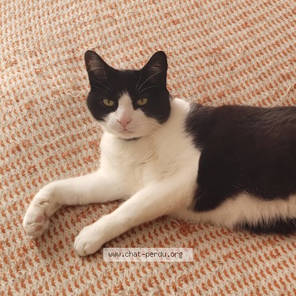 Photo de chat perdu à La Valette Du Var