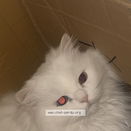 Photo de chat perdu à Creil