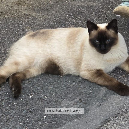 Photo 1/1 Plume Chat perdu à Liverdun