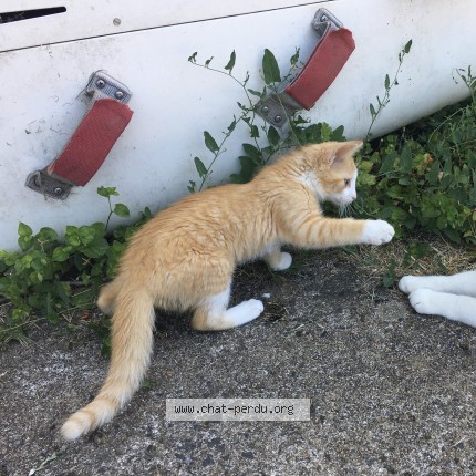 Photo 1/1 Chat retrouvé Perdu à Saint Nazaire