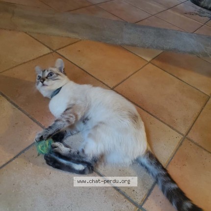 Photo 1/1 Galadriel Chat perdu à Vacquieres