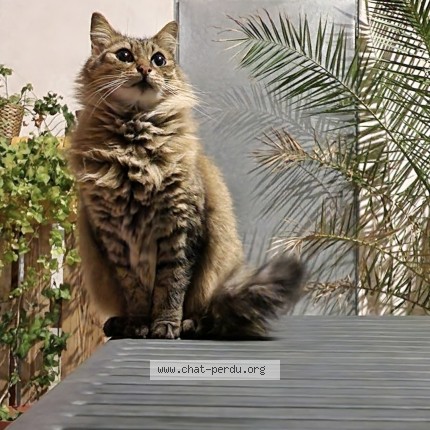 Photo 1/1 laika Chat perdu à Ahetze