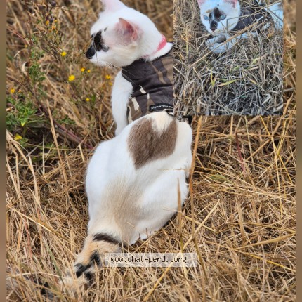 Photo de chat perdu à Aulnat