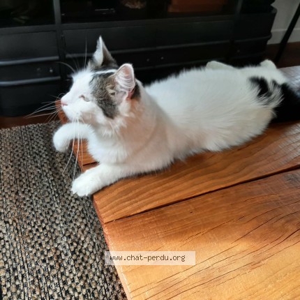 Photo de chat perdu à Tulle