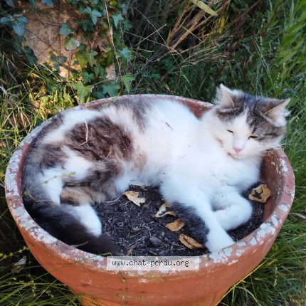 Photo de chat perdu à Prigonrieux