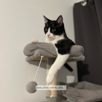 Photo de chat perdu à Montastruc