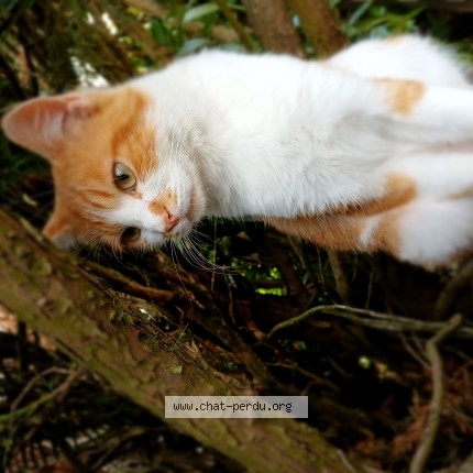 Photo 1/1 unik Chat perdu à Merobert