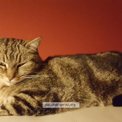 Photo 1/1 Mollo Chat perdu à Nantes