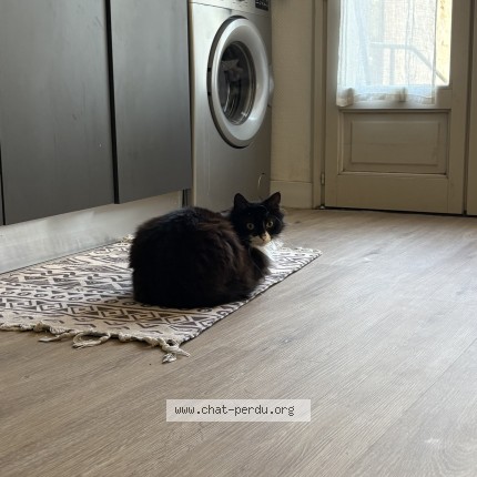 Photo 1/1 Néo Chat perdu à Uzes
