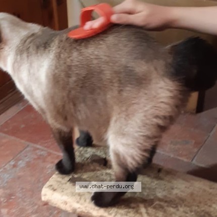 Photo de chat perdu à Nort Sur Erdre