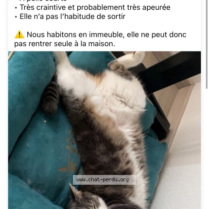 Photo de chat perdu à Saint Pierre