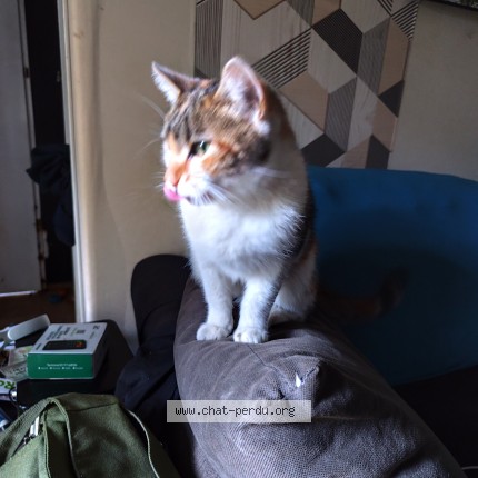 Photo 1/1 Chat trouvé Trouvé à Beynat