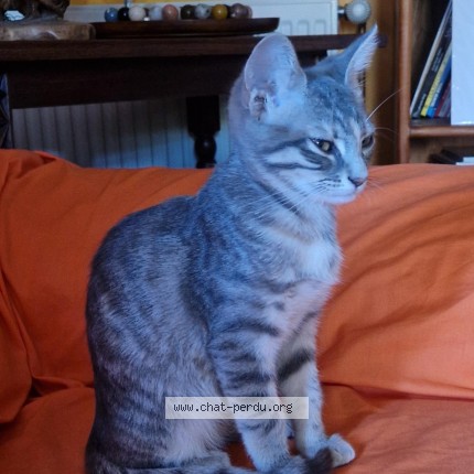 Photo 1/1 plume Chat perdu à Castries