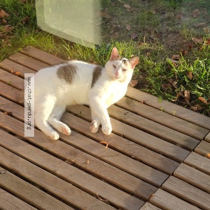 Photo 2/2 Ariel Chat perdu à Gumery