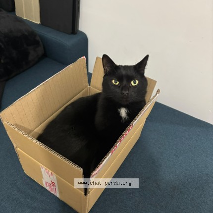 Photo de chat perdu à Sartrouville