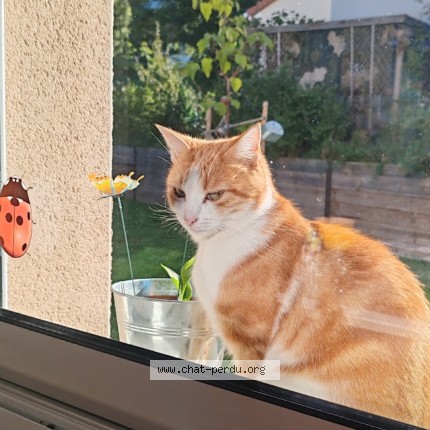 Photo 1/1 simba Chat perdu à Saulzet Le Chaud