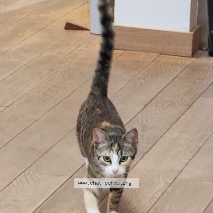 Photo 1/1 Chat trouvé Trouvé à Issoudun