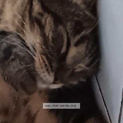 Photo 1/1 vfrais Chat perdu à Nanterre