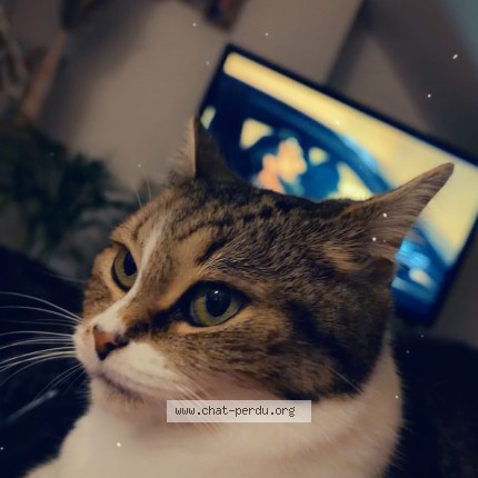 Photo de chat perdu à Cambrai