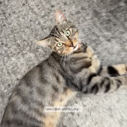 Photo de chat perdu à Trignac