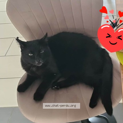 Photo 1/1 Chat retrouvé Perdu à Everlange