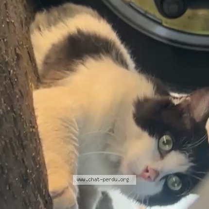Photo 1/1 Chat trouvé Trouvé à Paris