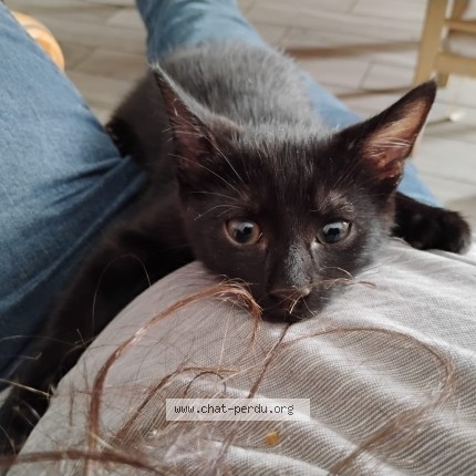 Photo 1/1 Chat retrouvé Perdu à Wasmes