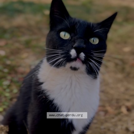 Photo de chat perdu à Saint Pierre Le Moutier