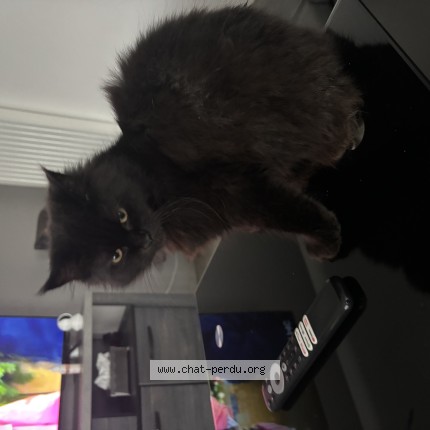 Photo 1/1 zara Chat perdu à Longwy Haut