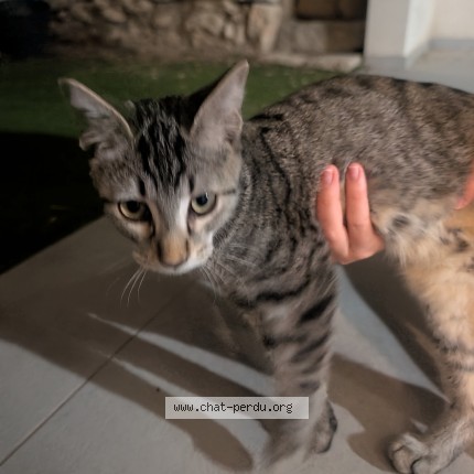 Photo 1/1 Chat trouvé Trouvé à Saint Genies Des Mourgues