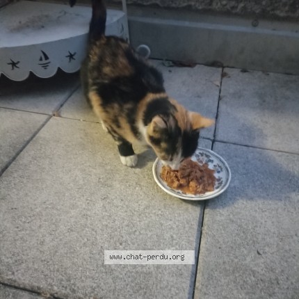 Photo 1/1 Chat trouvé Trouvé à Saint Priest