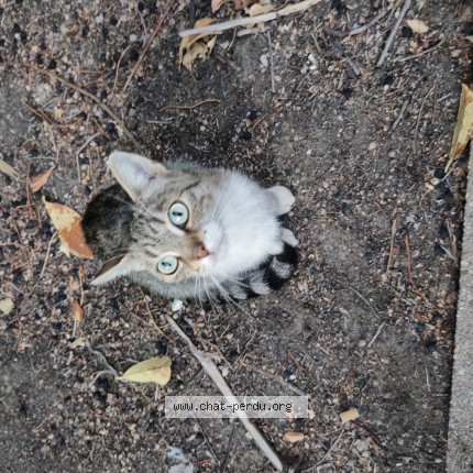 Photo de chat trouvé à Morangis