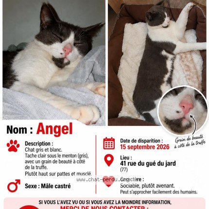 Photo de chat perdu à Voisenon